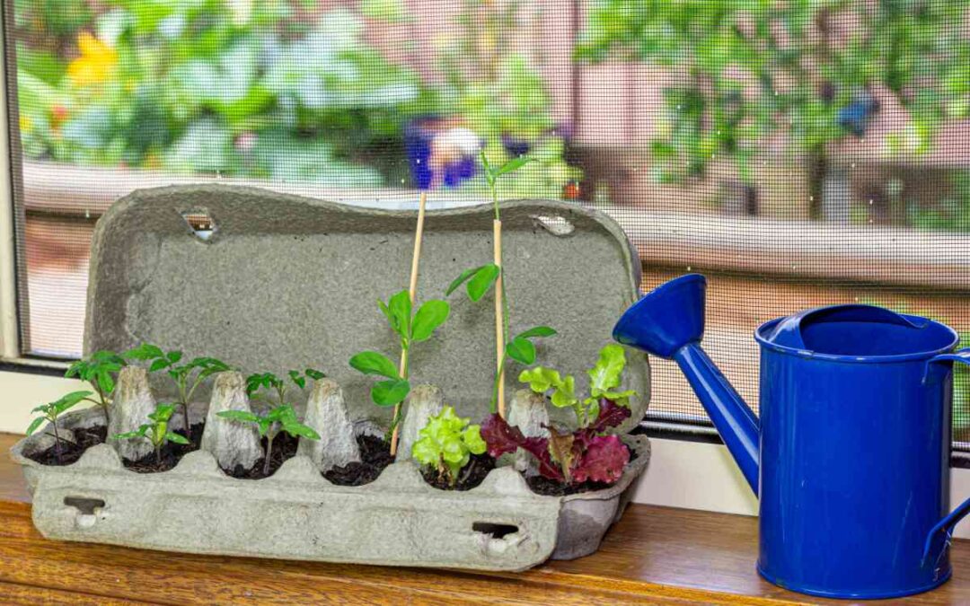 Using an egg carton for growing sproutlings